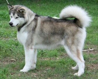 Alaskan Malamute Wallpaper Pictures Pics Photos Image