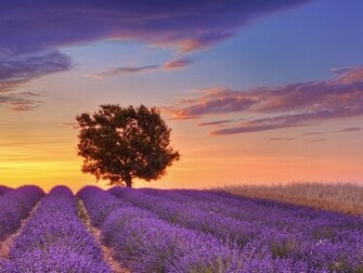 Provence Lone Tree Wallpaper France