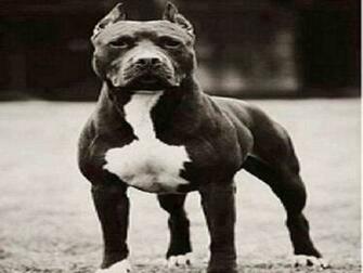 Pitbull Wallpaper To Your Cell Phone Balck And White Dog