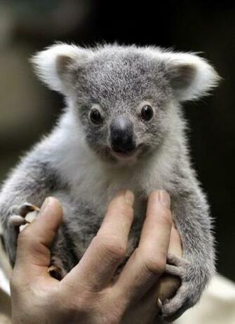 Tiny Baby Koala Cub Wallpaper X HD