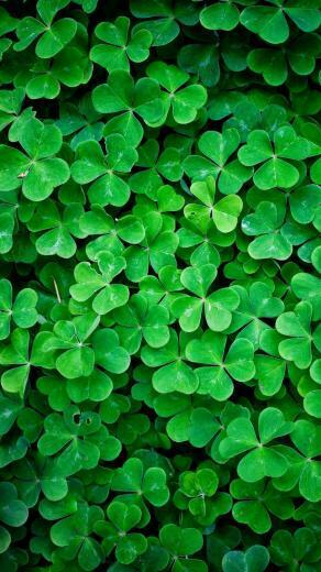 Green Nature HD Retina Wallpaper iPhone Plus