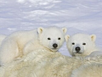 Polar Bear Baby Wallpaper