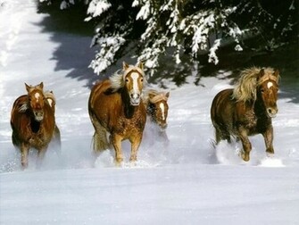 Beautiful Wallpaper Wild Horses