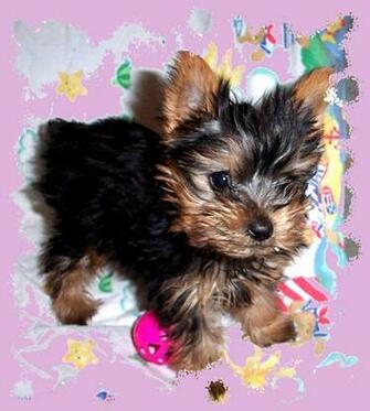 Yorkie Puppy Dogs Wallpaper HD