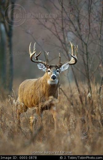 Big White Tailed Deer Tilt Your Head Just A Little To Right
