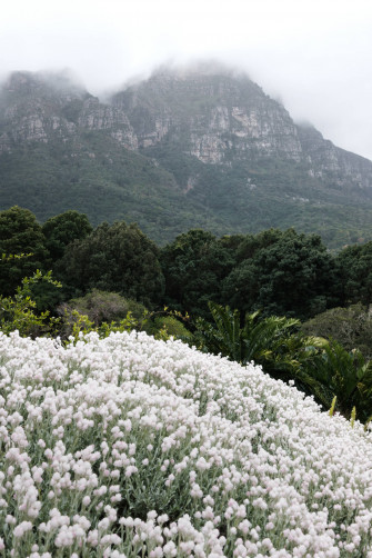 White Flowers Wallpaper