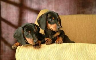 Dachshund Computer Wallpaper Desktop Background Id
