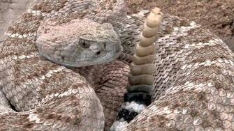 Rattlesnake Wallpaper