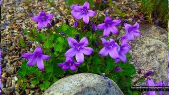 Blue Campanula Flowers Wallpaper Resolution