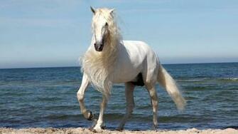 Horse Beach Wallpaper Bilder White HD R