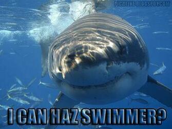 Funny Great White Shark Memes The Deadly