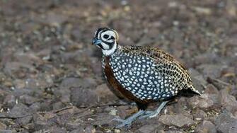 Quail Wallpaper