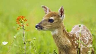 For Deer HD Wallpaper Full Animal