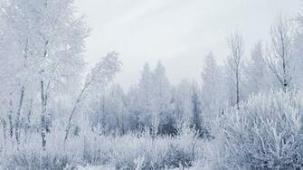 Snowy Forest Wallpaper