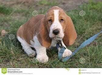 Basset Hound Puppy Background Wallpaper Dogbreedswallpaper