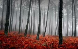 Wilderness Wallpaper Desktop Background In HD Widescreen