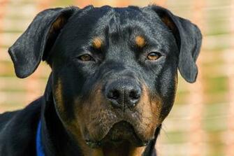 Rottweiler Computer Wallpaper Desktop Background Id