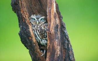 Wallpaper Birds Trees Bird Image