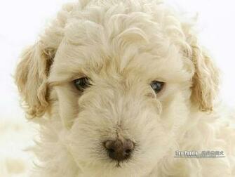 Lovable Toy Poodle Puppy Curly Coat Miniature Wallpaper