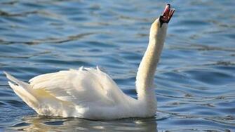 Wallpaper Pictures Winter Birds Ni360799