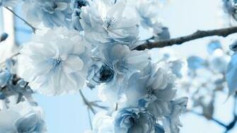 Winter Flowers Wallpaper High Quality