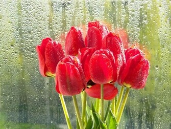 After The Spring Rain Wallpaper