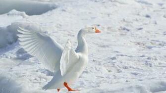 Coders Explore The Collection Birds Geese Goose