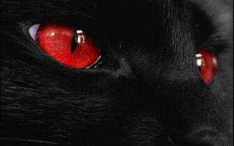 Black Cat Red Eyes Wallpaper HD