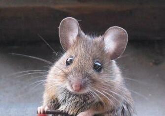 Wallpaper Mice Desktop