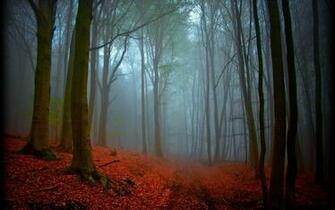 Black Forest Germany Wallpaper Ing Gallery