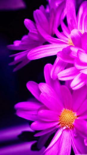 Pink Daisy Wallpaper iPhone Plus Guidesmartphone Net