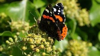 Nature Red Admiral Butterfly Desktop Wallpaper Nr By Big4ker