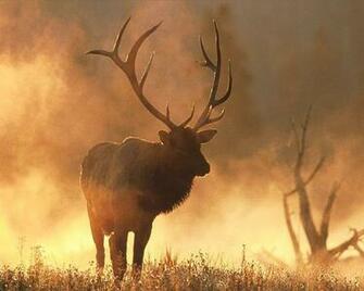 Xmwallpaper Wallpaper Animals Misc Elk