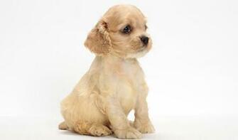 Cocker Spaniel Breeders Wallpaper Dogbreedswallpaper
