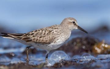 White Rumped Sandpiper Audubon Field Guide