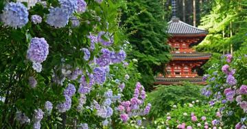Kyoto In Motion Hydrangea Plant Flowers Bloom At Secluded