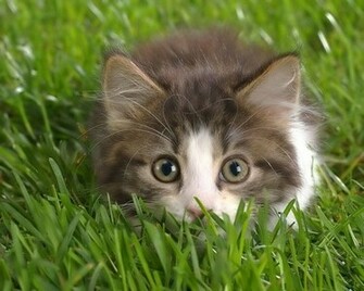 Cute Cat Wallpaper1 Cats Wallpaper