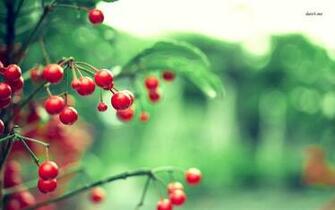 Red Berries Wallpaper Photography
