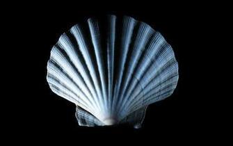 Fonds D Cran Shell Tous Les Wallpaper