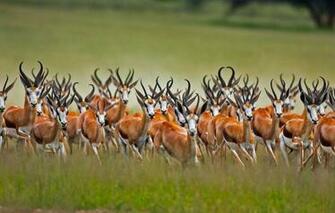 Wallpaper Africa South Kalahari Antelope Jumping