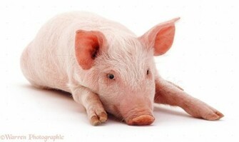 Pig Background Warrenphotographic Co Uk Lying