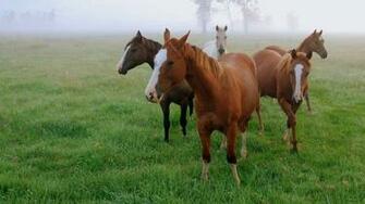 American Quarter Horse Wallpaper Desktop
