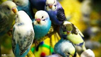Best Parakeet Background Wallpaper