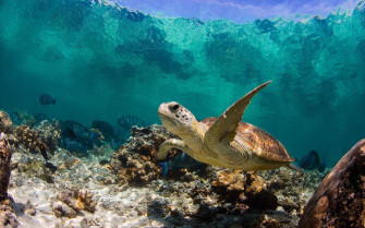 Cool Turtle Wallpaper