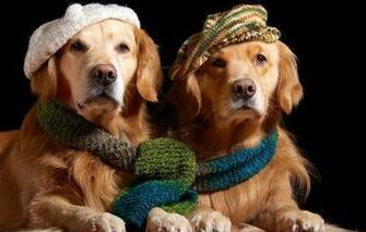 Wallpaper Retriever Golden Couple Beret Scarf Dog