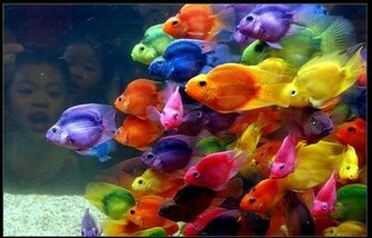 Tropical Fish Wallpaper Background Theme Desktop