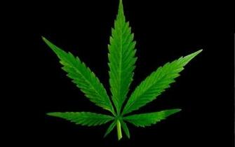 Cannabis Wallpaper