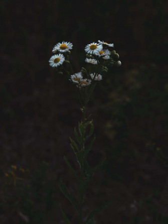 Moody Daisies Phone Rfwz9cjrxdglyu7j Wallpaper
