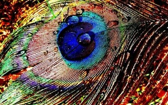 Peacock Feather Wallpaper