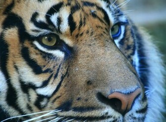 Tiger Eyes Wallpaper Screensaver Pre Id